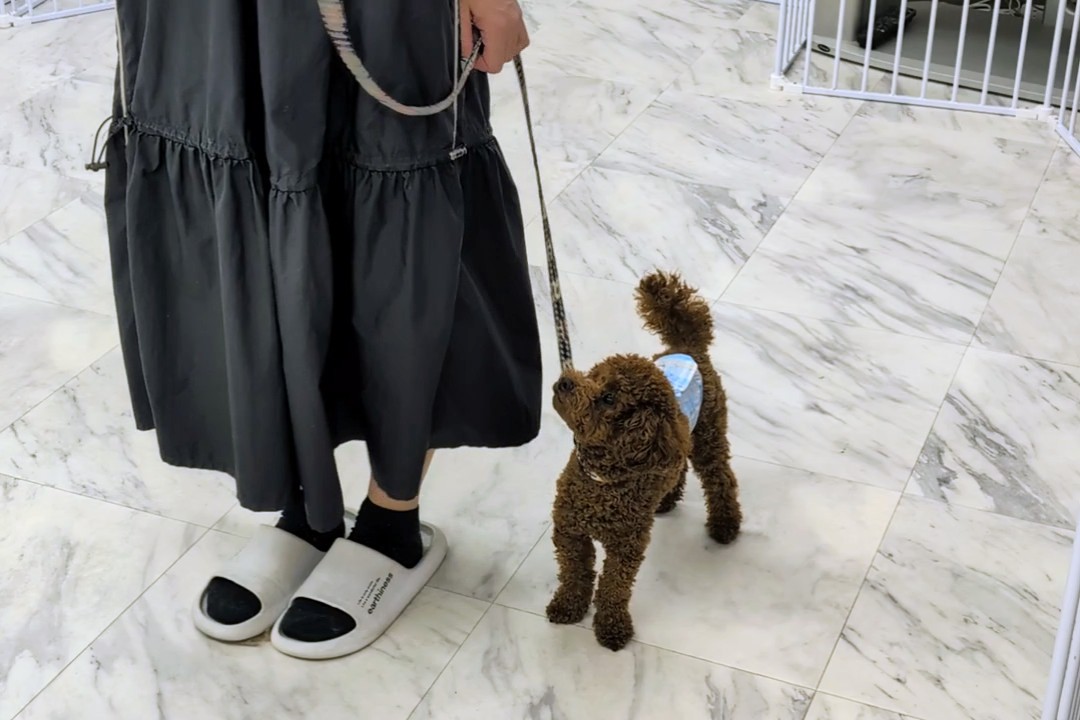犬の幼稚園