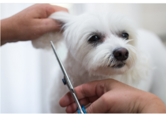 カットしてもらっている白い犬