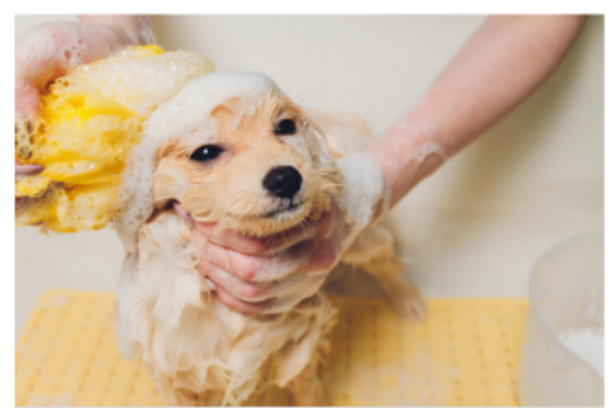 シャンプーしている犬