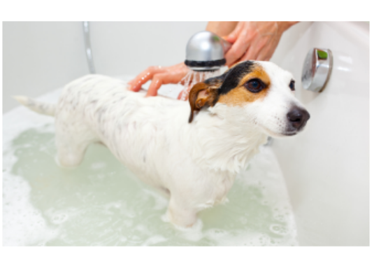 シャワーを浴びている犬